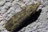 Lamoria anella