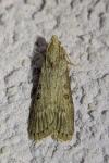 Lamoria anella