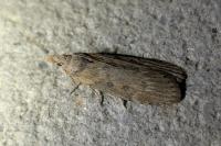 Lamoria anella