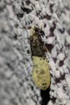 Trichophaga tapetzella