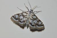 Nymphula nitidulata