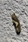 Epiblema foenella
