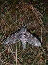 Agrius convolvuli