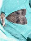 Amphipyra berbera svenssoni