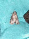 Mesapamea secalis/secalella