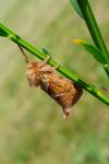 Triodia sylvina