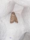 Hoplodrina octogenaria