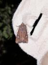 Helotropha leucostigma