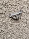 Epirrhoe alternata