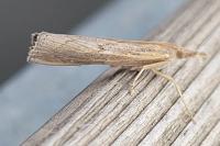Pediasia contaminella