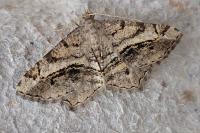 Chiasmia aestimaria