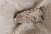 Caradrina clavipalpis
