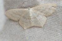 Scopula nigropunctata
