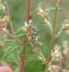 Cucullia absinthii