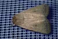 Caradrina ingrata