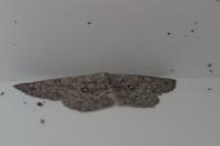 Cyclophora pendularia