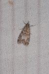 Eudonia mercurella