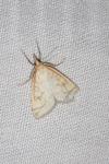 Udea lutealis