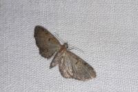 Eupithecia trisignaria