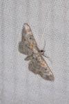 Eupithecia linariata