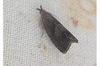 Dichrorampha simpliciana