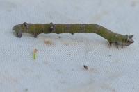 Biston betularia