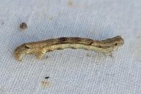 Ematurga atomaria