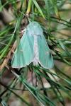 Calamia tridens