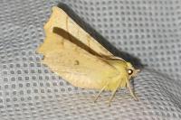 Ennomos alniaria