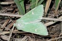 Calamia tridens