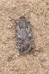Euxoa gr. tritici