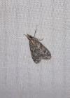 Eudonia truncicolella