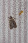 Eudonia pallida