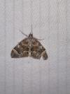 Dysstroma citrata