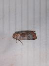 Epilecta linogrisea