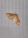 Eulithis populata