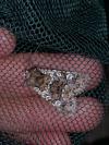 Crypsedra gemmea