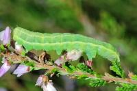Amphipyra tragopoginis