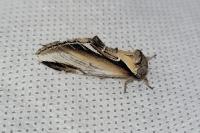 Pheosia gnoma