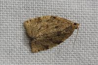 Adoxophyes orana