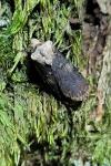 Agrotis puta