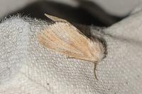 Denticucullus pygmina