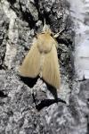Mythimna pallens