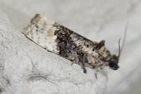 Apotomis betuletana