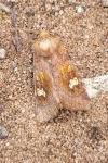 Amphipoea oculea