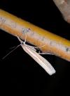 Agriphila tristella