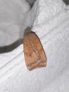 Noctua interjecta