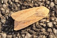 Mythimna unipuncta
