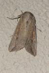 Mythimna unipuncta