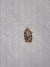 Dichelia histrionana